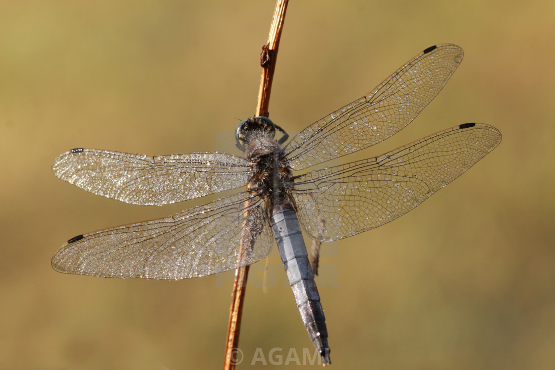 "Gewone Oeverlibel, Black-tailed skimmer, Orthetrum cancellatum" by AGAMI - $23.47 "Gewone Oeverlibel, Black-tailed skimmer, Orthetrum cancellatum" stock image