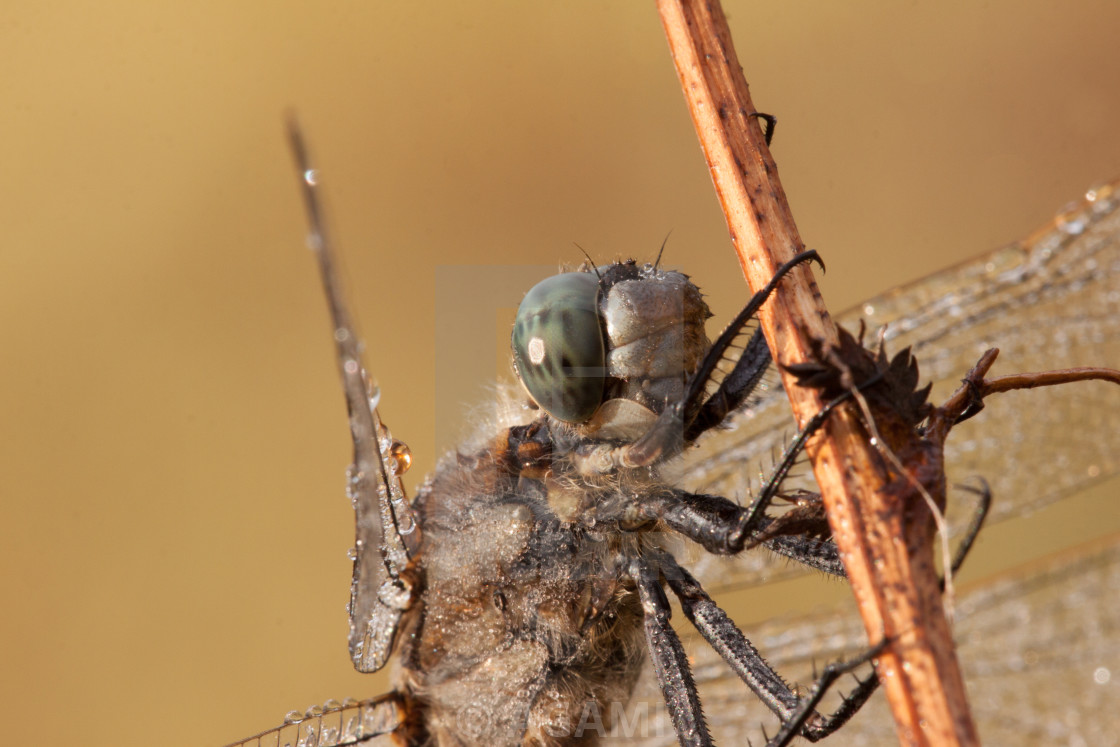 "Gewone Oeverlibel, Black-tailed skimmer, Orthetrum cancellatum." by AGAMI - $23.43 "Gewone Oeverlibel, Black-tailed skimmer, Orthetrum cancellatum." stock image
