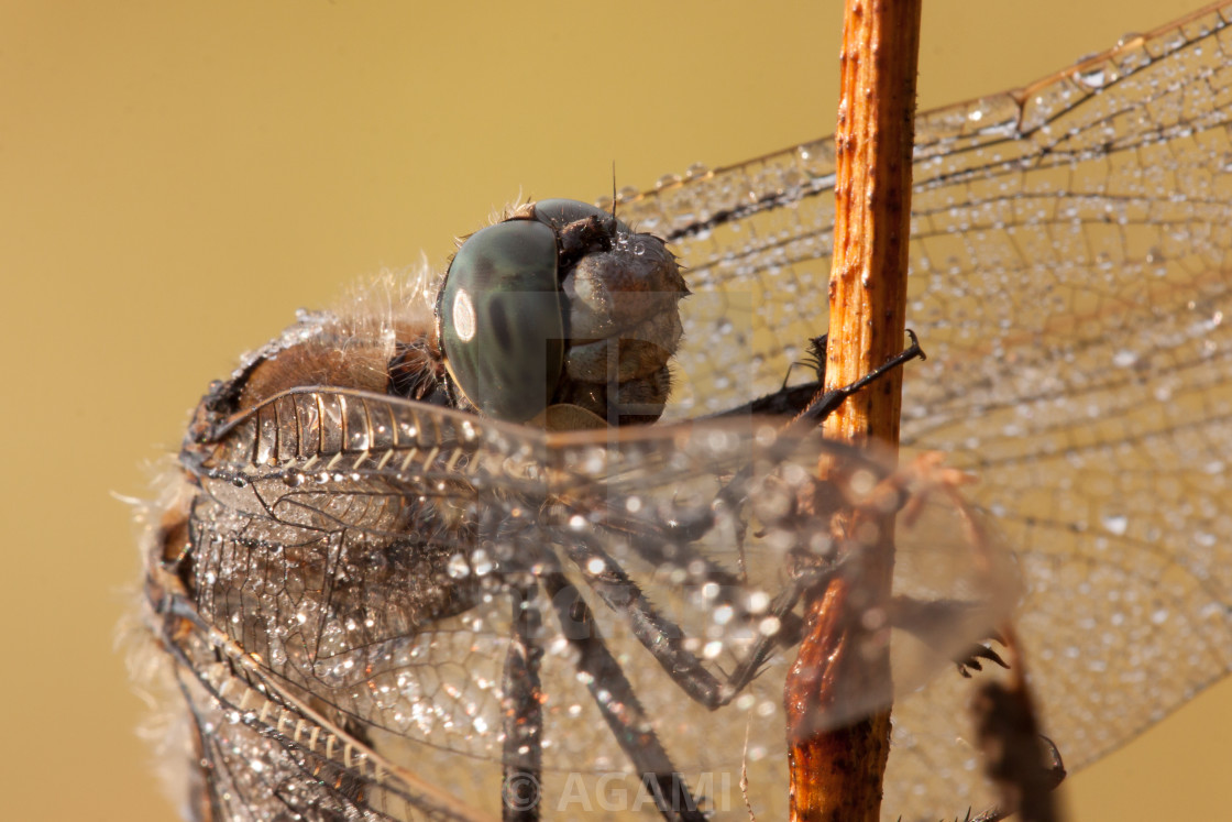 "Gewone Oeverlibel, Black-tailed skimmer, Orthetrum cancellatum." by AGAMI - $23.55 "Gewone Oeverlibel, Black-tailed skimmer, Orthetrum cancellatum." stock image