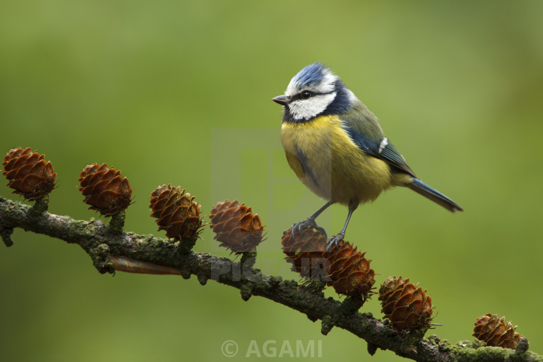 "pimpelmees; Blue tit; Cyanistes caeruleus" by AGAMI - $23.57 "pimpelmees; Blue tit; Cyanistes caeruleus" stock image