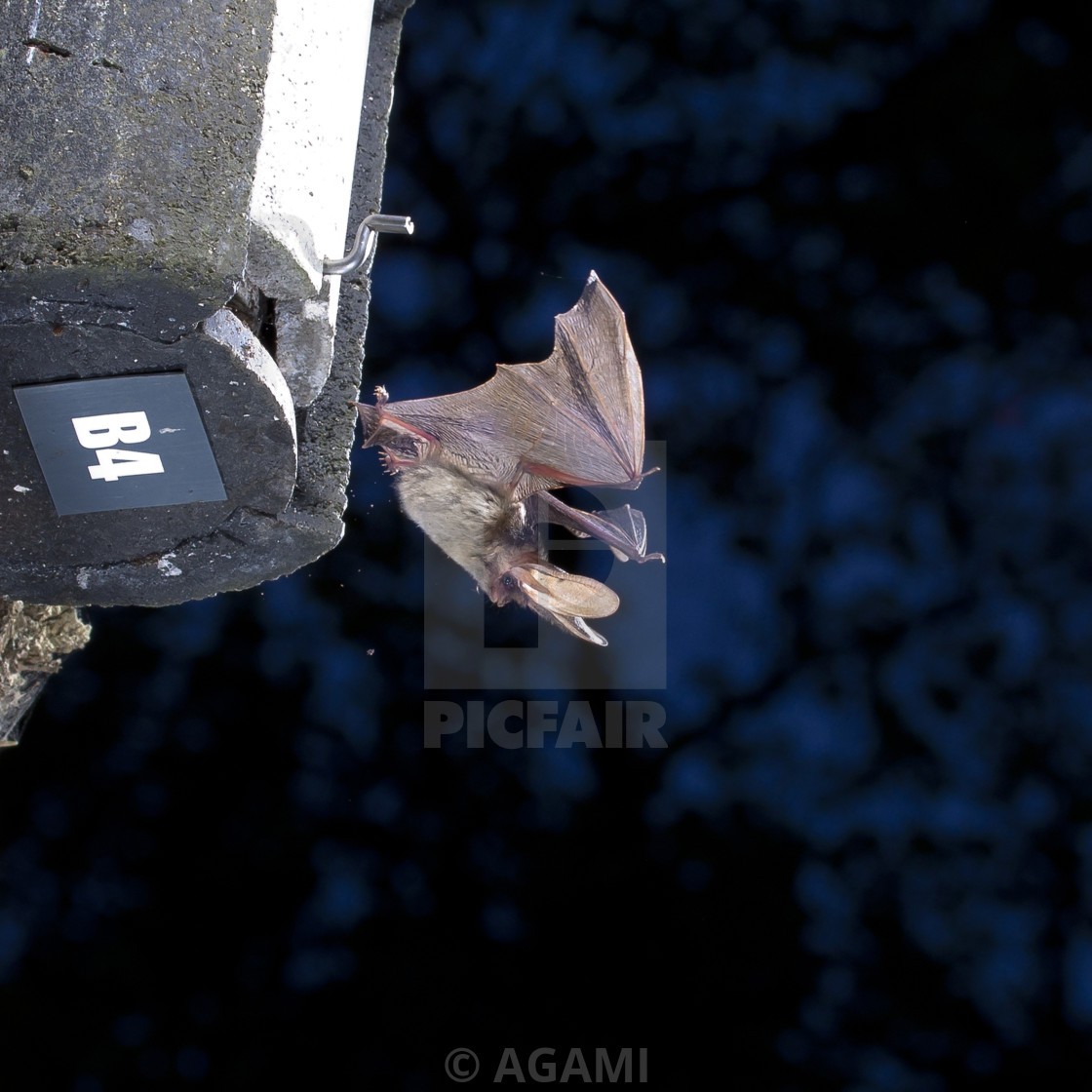 "Gewone grootoorvleermuis, Brown long-eared bat, Plecotus auritus." by AGAMI - $23.36 "Gewone grootoorvleermuis, Brown long-eared bat, Plecotus auritus." stock image