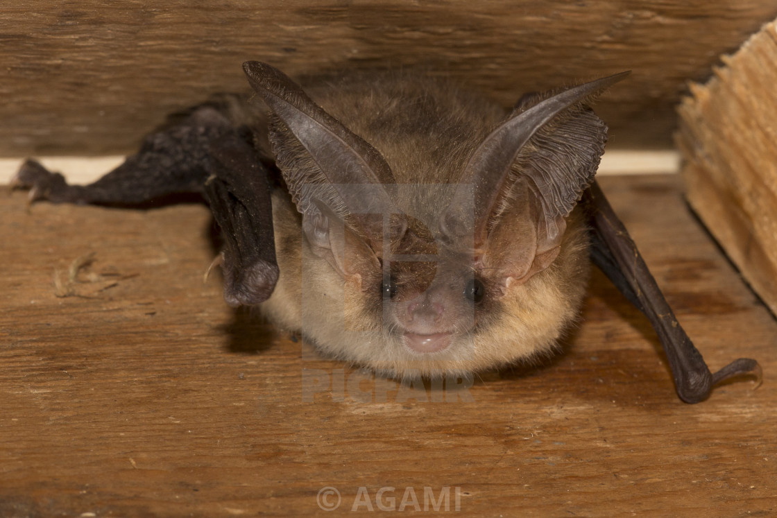 "Gewone grootoorvleermuis, Brown long-eared bat, Plecotus auritus." by AGAMI - $23.38 "Gewone grootoorvleermuis, Brown long-eared bat, Plecotus auritus." stock image