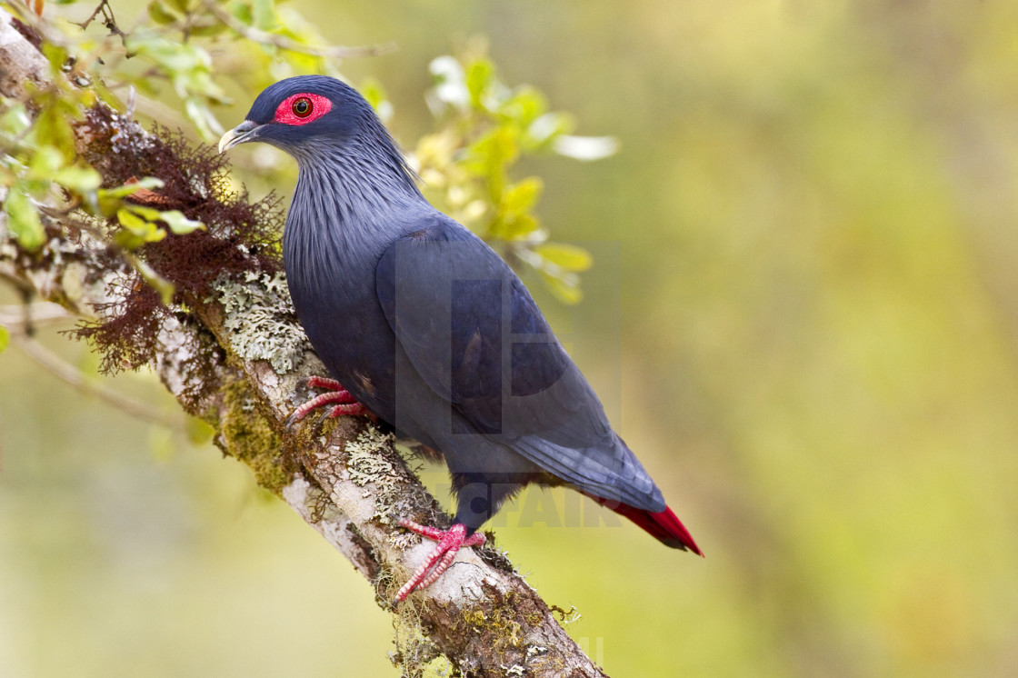 "Madagaskar-Blauwe Duif, Madagascar Blue-Pigeon, Alectroenas madagascariensis" stock image