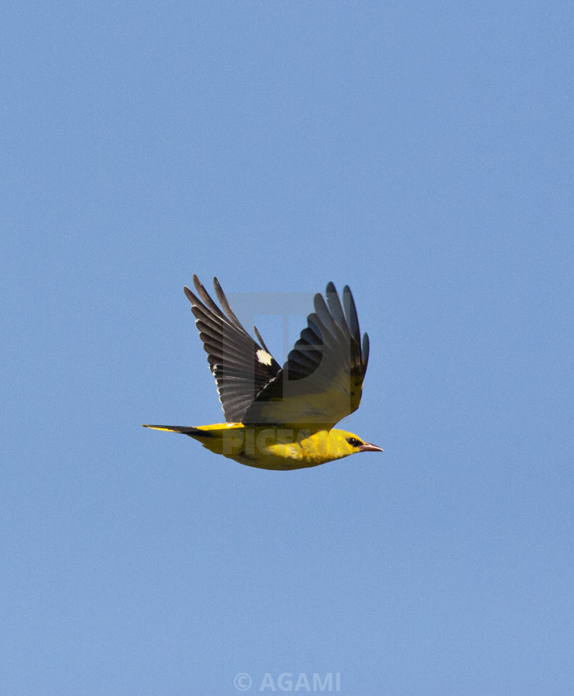 Wielewaal Golden Oriole Oriolus Oriolus License Download Or Print For 18 56 Photos Picfair Your browser does not support this audio feature. https www picfair com pics 02202352 wielewaal golden oriole oriolus oriolus