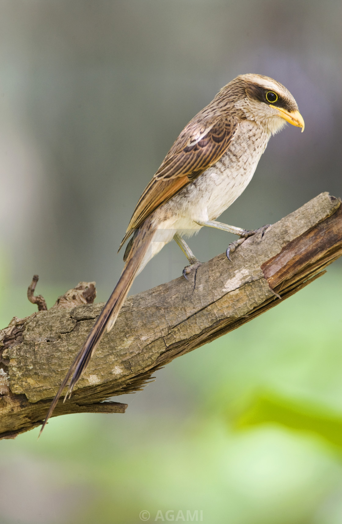 Geelsnavelklauwier Yellow Billed Shrike Corvinella Corvina License Download Or Print For 18 56 Photos Picfair General zoology 7 pt2 p.337. https www picfair com pics 02206501 geelsnavelklauwier yellow billed shrike corvinella corvina