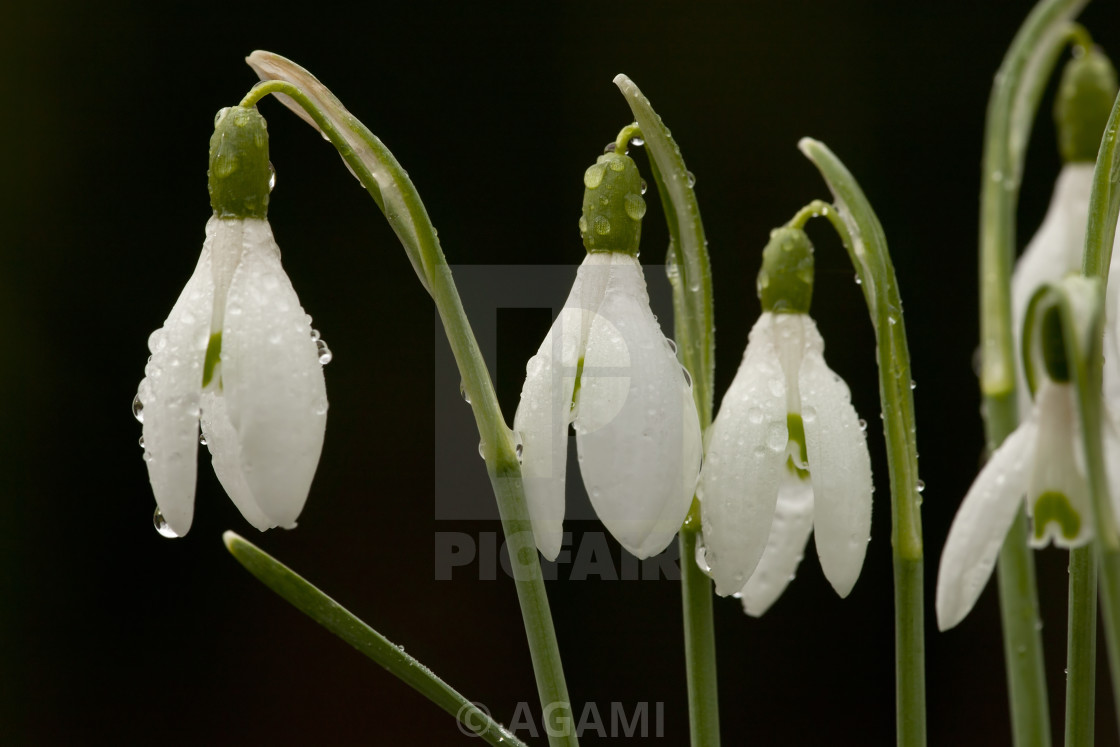 Sneeuwklokje Snowdrop Galanthus License Download Or Print For 18 56 Photos Picfair