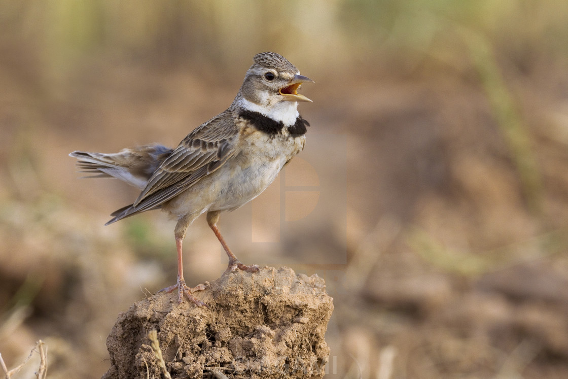Kalanderleeuwerik, Calandra Lark, Melanocorypha Calandra - License, Download Or Print For £18.56 | Photos | Picfair