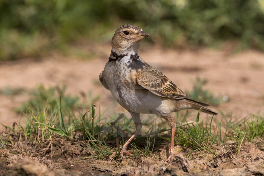 Kalanderleeuwerik, Calandra Lark, Melanocorypha Calandra - License, Download Or Print For £18.56 | Photos | Picfair