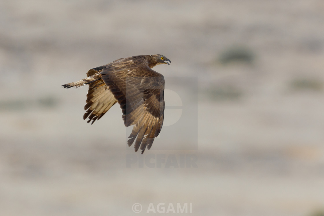 Wespendief European Honey Buzzard Pernis Apivorus License