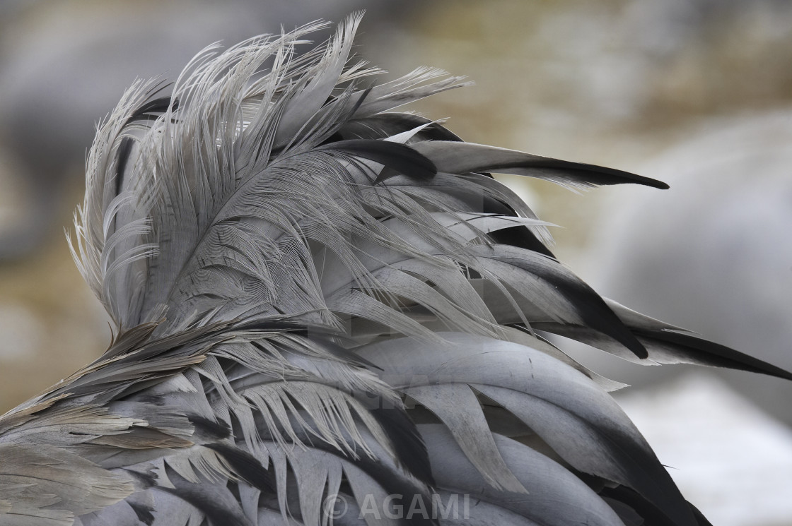 Kraanvogel Common Crane Grus Grus License Download Or Print For 18 56 Photos Picfair Listen to crane feathers by white fort, 11 shazams. https www picfair com pics 02231478 kraanvogel common crane grus grus