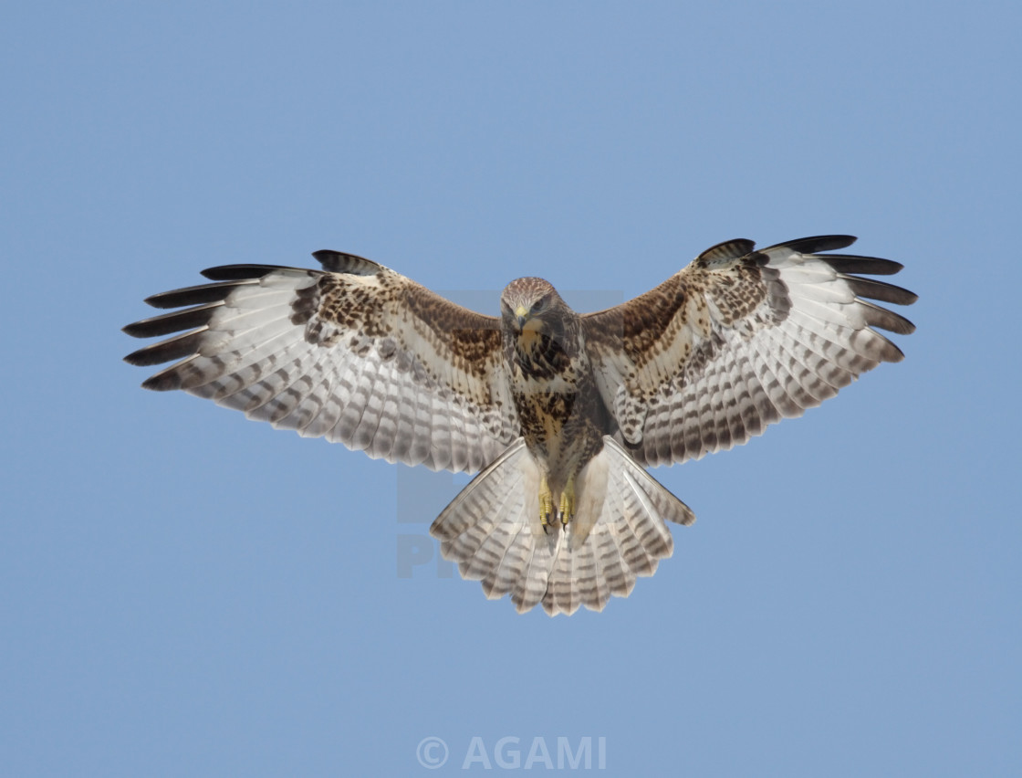 "Common Buzzard, Buizerd, Buteo buteo" stock image