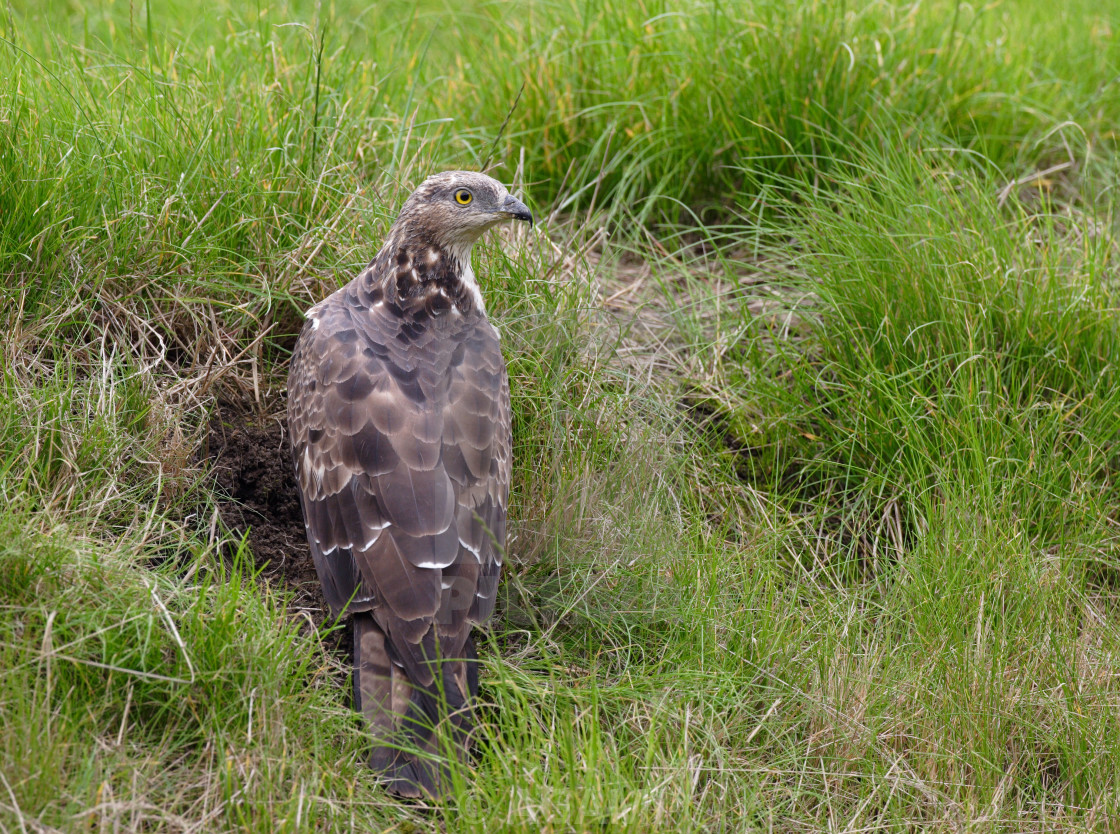 Wespendief European Honey Buzzard Pernis Apivorus License