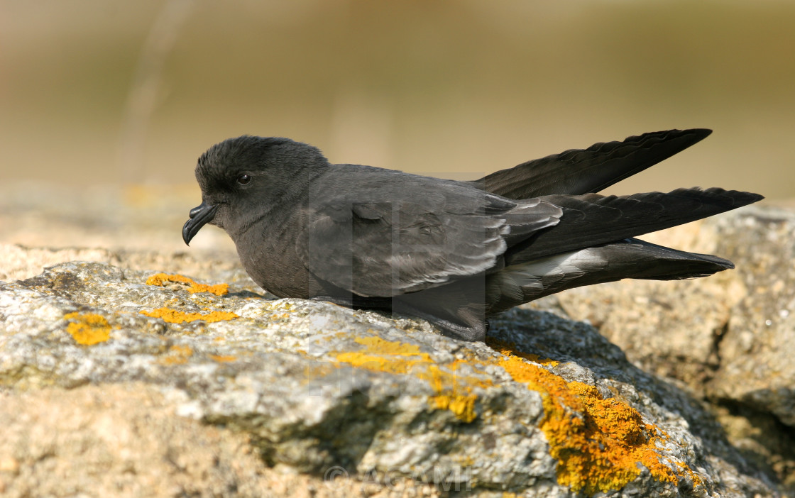 Прямохвостая качурка (Hydrobates pelagicus)