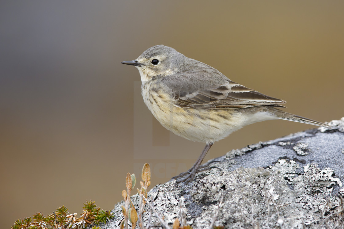 American Buff-bellied Pipit, Anthus rubescens rubescens - License, download  or print for £18.56 | Photos | Picfair