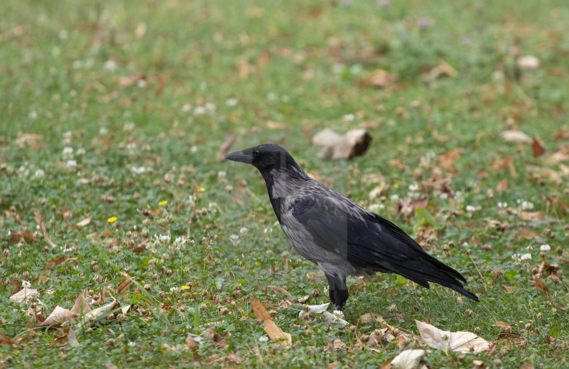 Hooded Crow X Carrion Crow Corvus Cornix X Corvus Corone License Download Or Print For 18 56 Photos Picfair