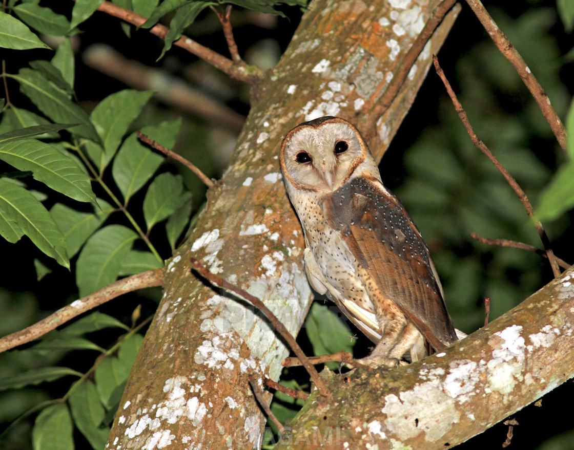 Eastern Barn Owl Tyto Javanica License Download Or Print For