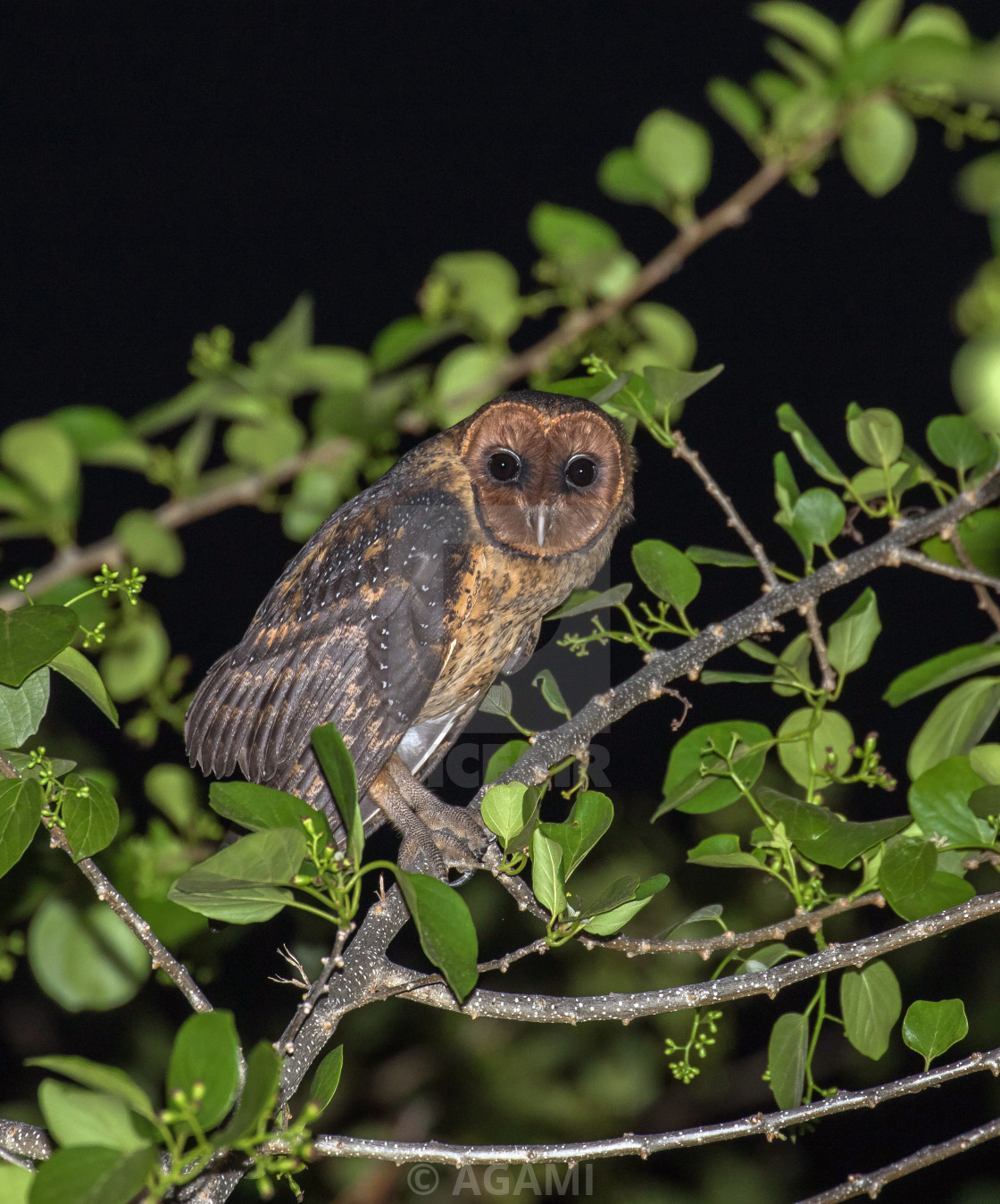 Lesser Antillean Barn Owl Tyto Alba Insularis License Download