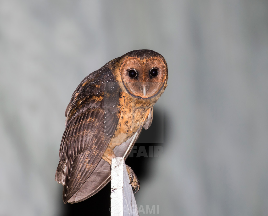 Lesser Antillean Barn Owl Tyto Alba Insularis License Download