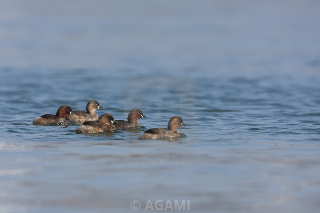 Dodaars Little Grebe Tachybaptus Ruficollis License Download