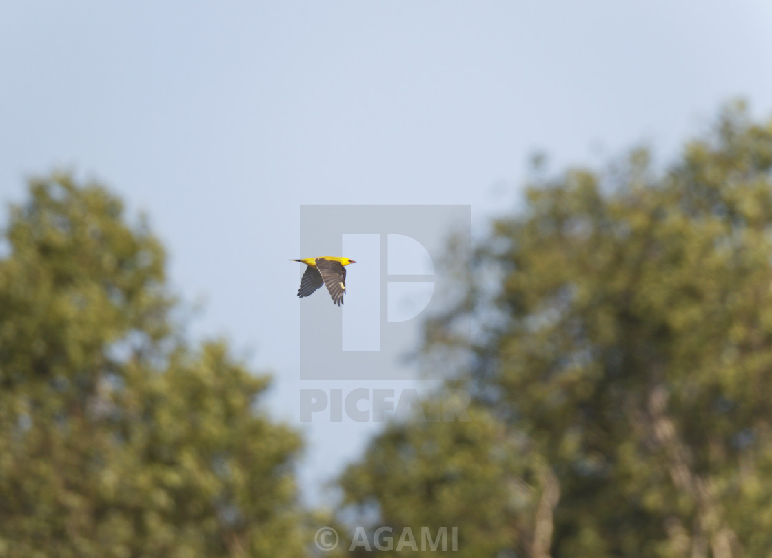 Eurasian Golden Oriole Oriolus Oriolus License Download Or Print For 18 56 Photos Picfair The eurasian golden oriole is, as you might expect a small yellow bird who spends its warm months in the northern hemisphere throughout europe and asia's temperate regions. picfair