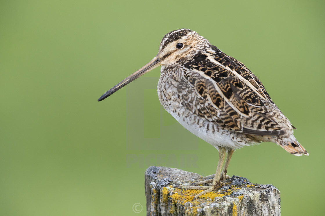 Common Snipe License Download Or Print For 18 56 Photos Picfair No need to register, buy now! https www picfair com pics 08483999 common snipe