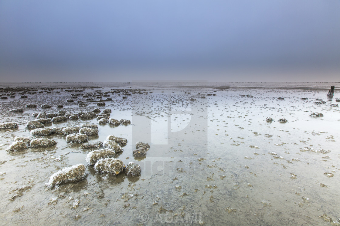 "Wierumerwad, Wadden sea" stock image