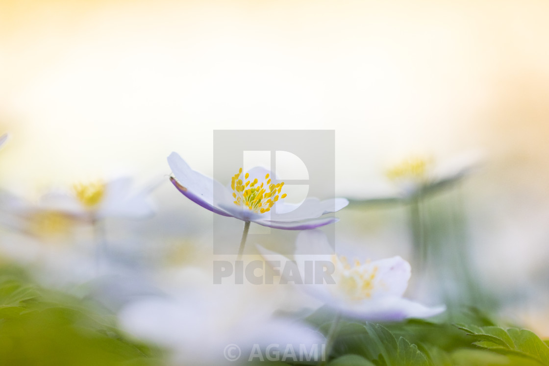 "Wood anemone, Anemone nemorosa" stock image