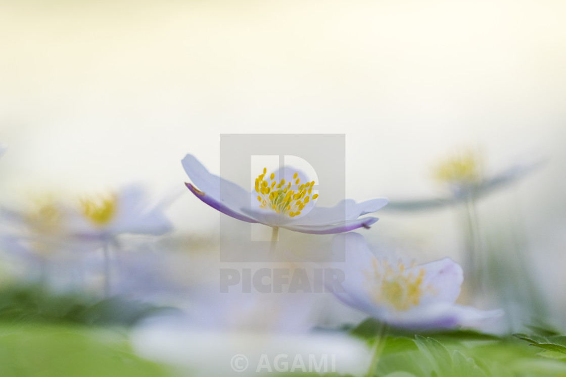 "Wood anemone, Anemone nemorosa" stock image