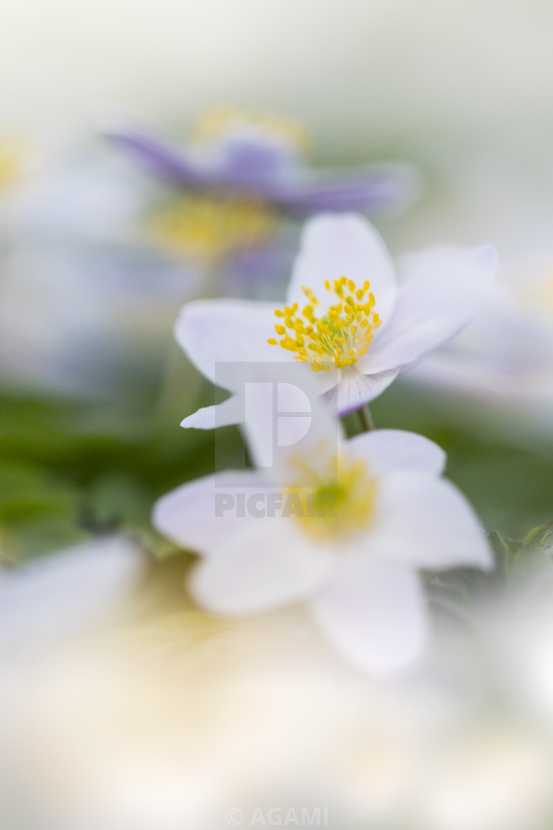 "Wood anemone, Anemone nemorosa" stock image