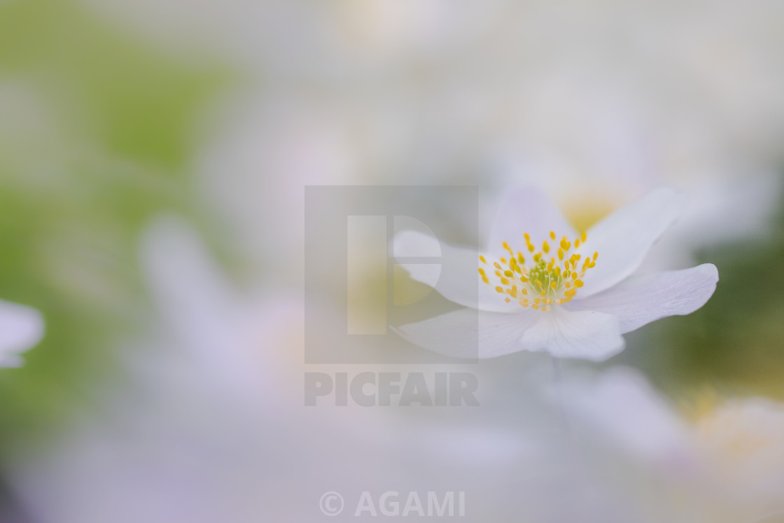 "Wood anemone, Anemone nemorosa" stock image