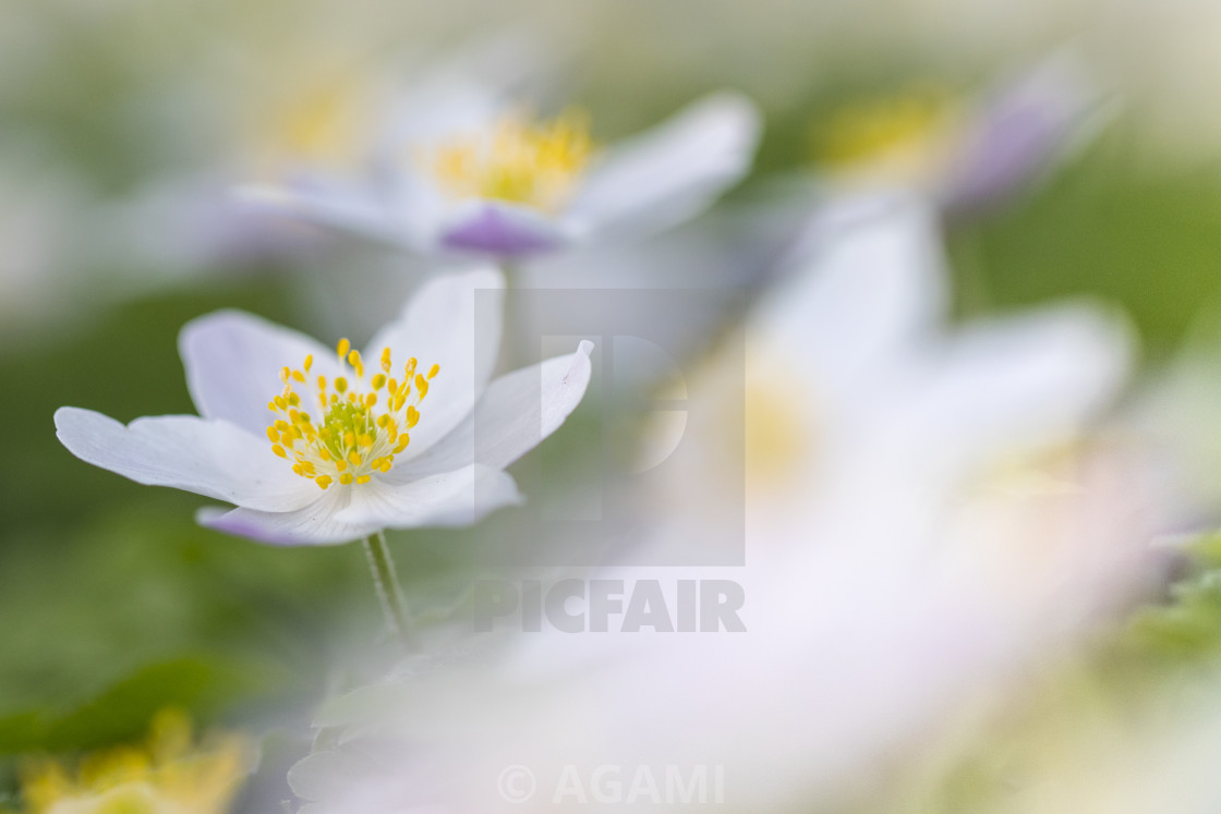 "Wood anemone, Anemone nemorosa" stock image