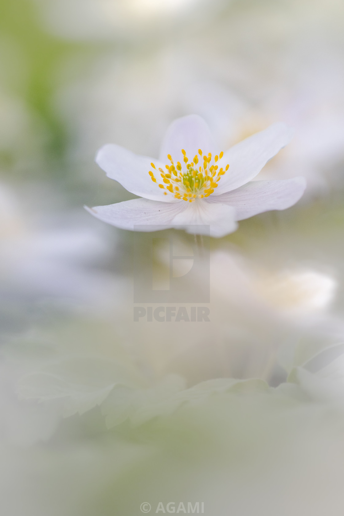 "Wood anemone, Anemone nemorosa" stock image