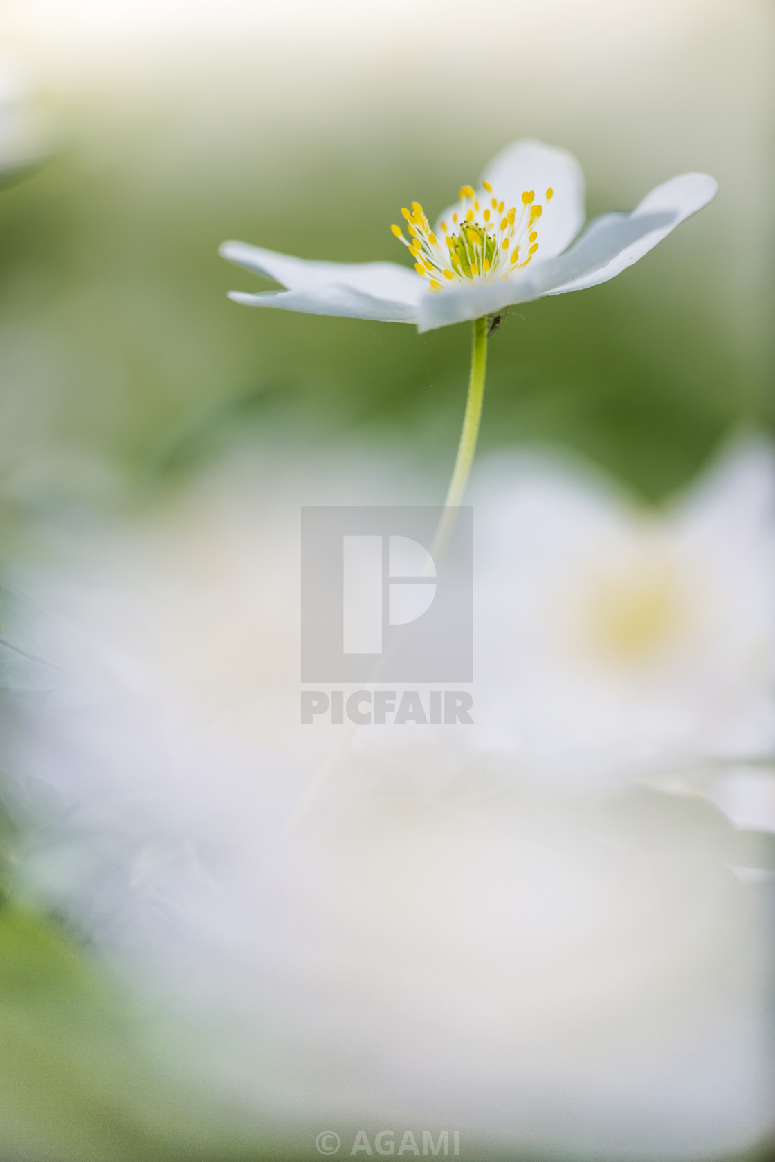 "Wood anemone, Anemone nemorosa" stock image