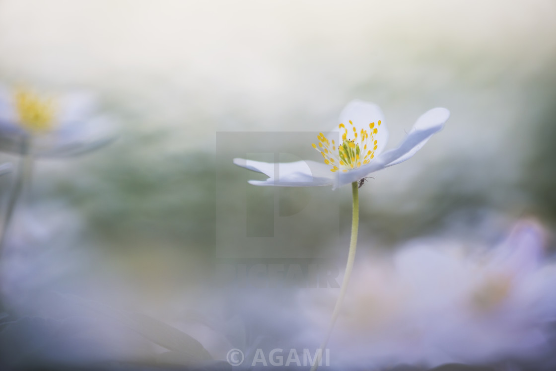 "Wood anemone, Anemone nemorosa" stock image