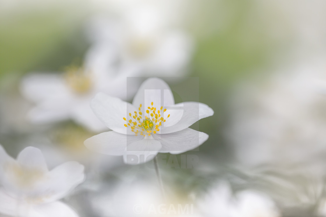 "Wood anemone, Anemone nemorosa" stock image