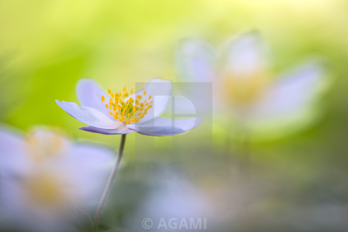 "Wood anemone, Anemone nemorosa" stock image