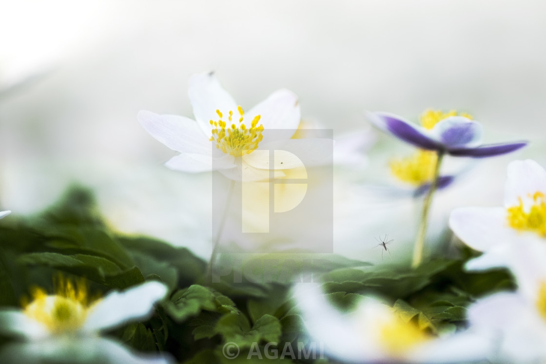 "Wood anemone, Anemone nemorosa" stock image