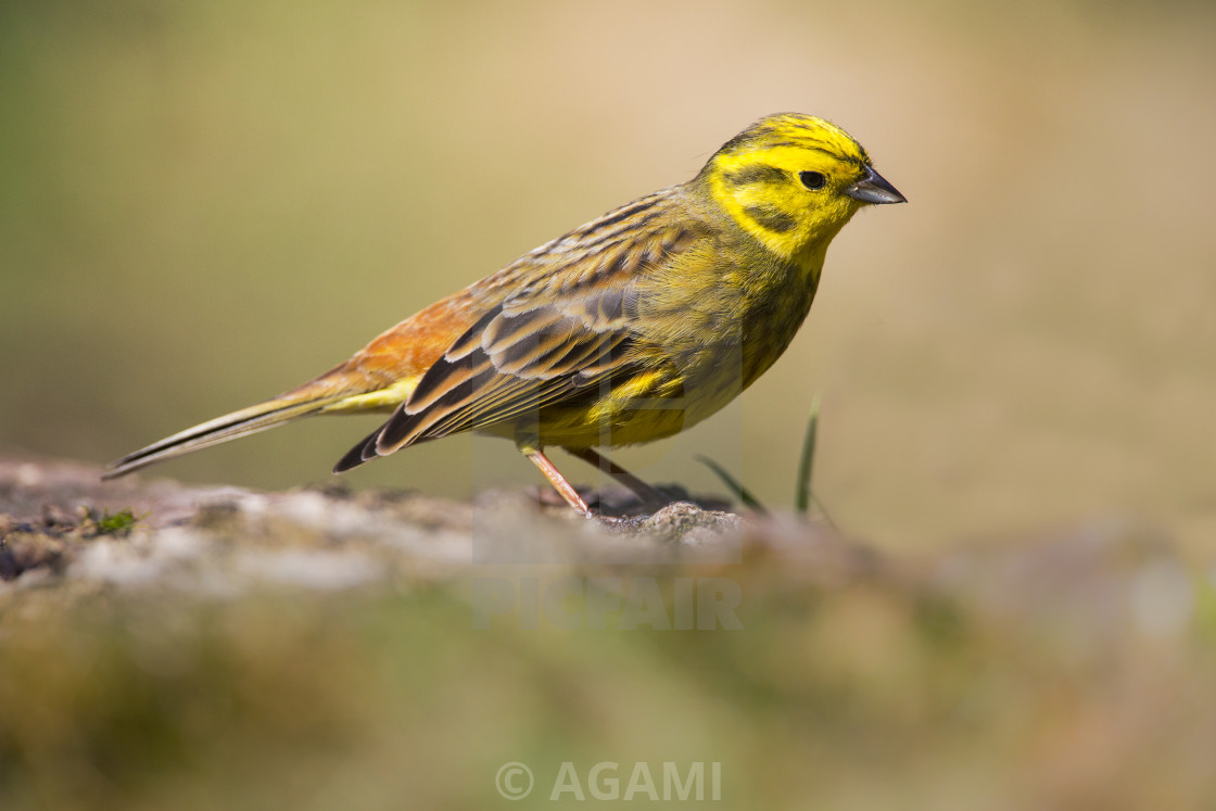 "Yellowhammer, Emberiza citrinella" stock image