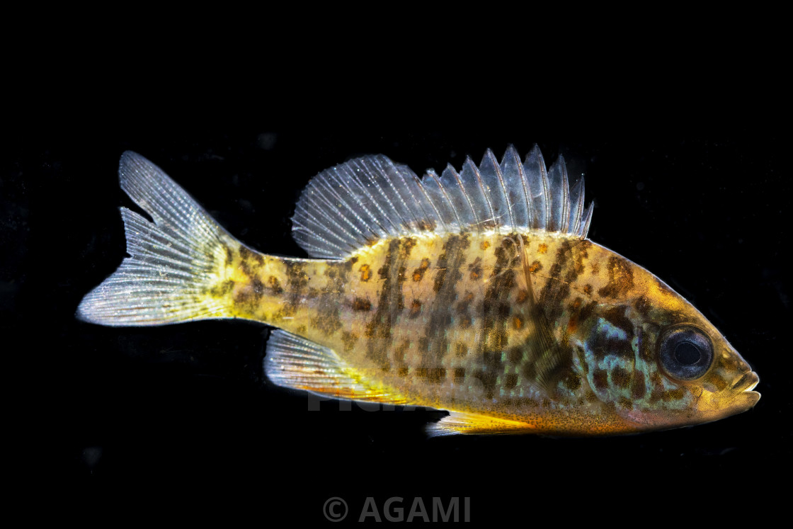 "Pumpkinseed, Lepomis gibbosus" stock image