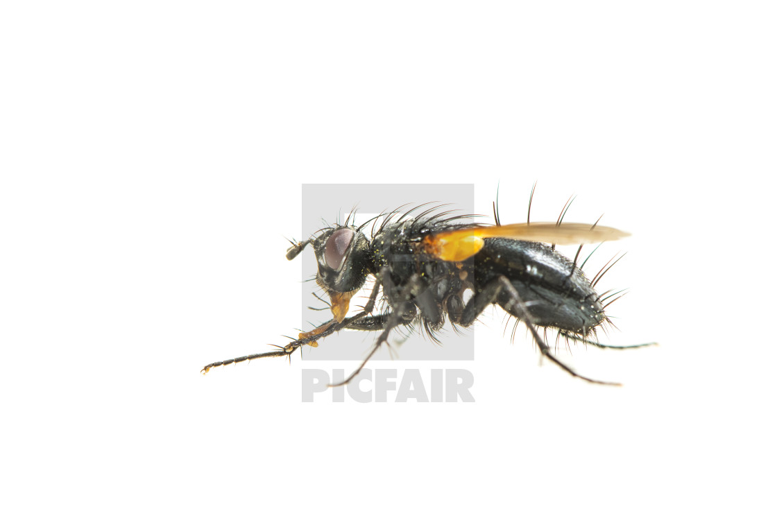 "Zophomyia temula" stock image