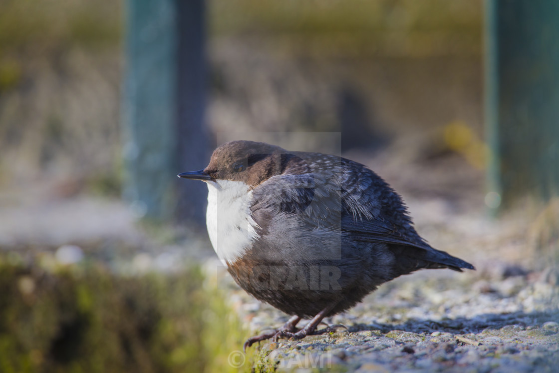 "Zwartbuikwaterspreeuw, Black-bellied Dipper, Cinclus cinclus cinclus" stock image