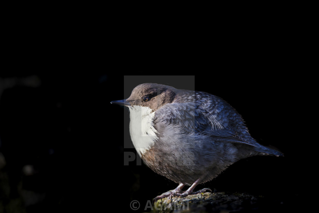 "Zwartbuikwaterspreeuw, Black-bellied Dipper, Cinclus cinclus cinclus" stock image