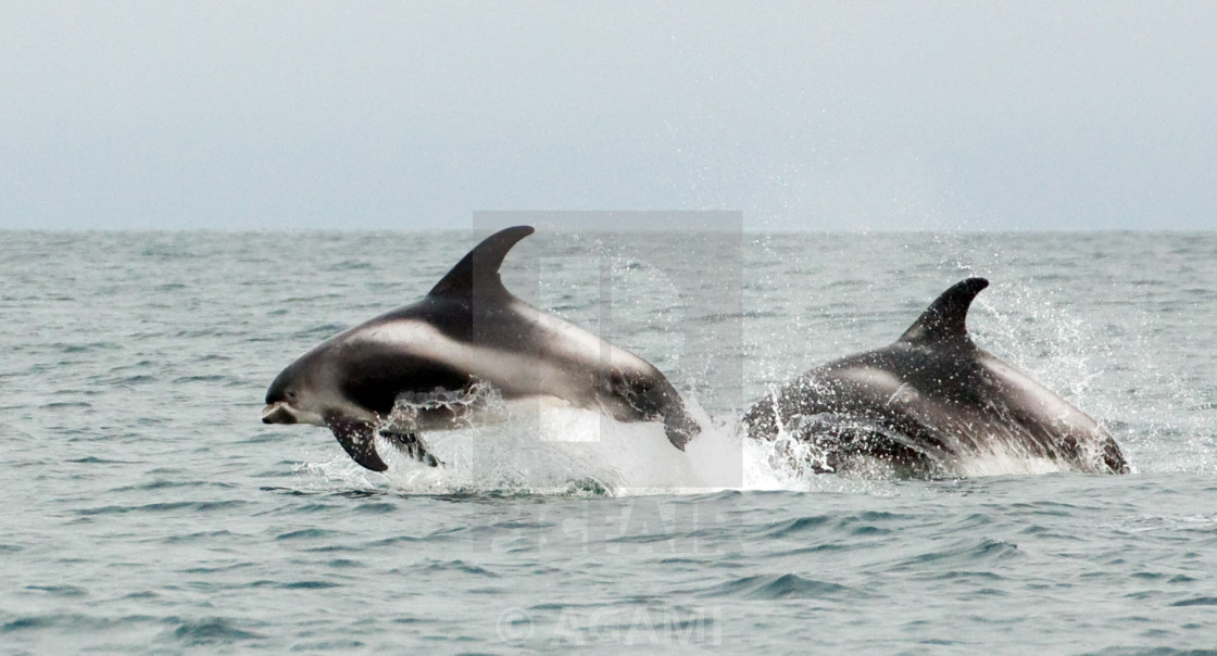 "White-beaked Dolphin, Lagenorhynchus albirostris" stock image