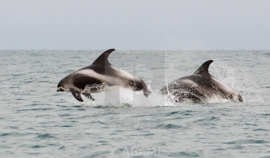 "White-beaked Dolphin, Lagenorhynchus albirostris" stock image