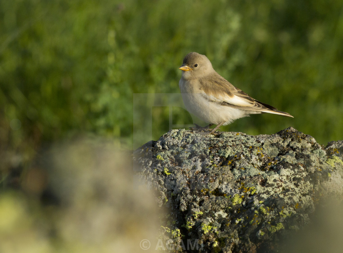 "White-winged Snowfinch, Montifringilla nivalis leucura" stock image