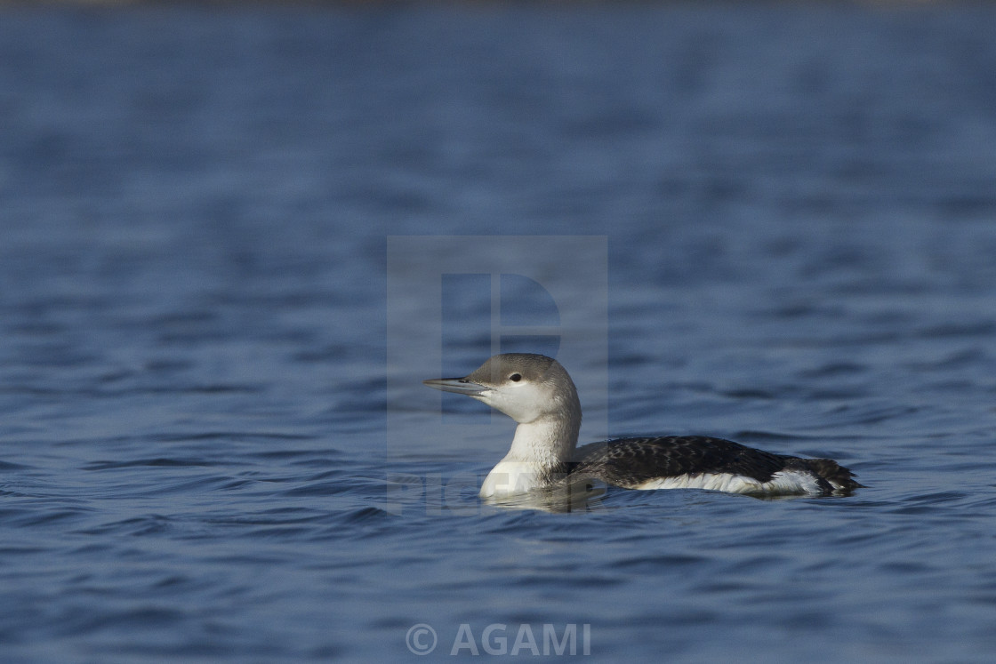 "Black-throated Loon, Gavia arctica" stock image