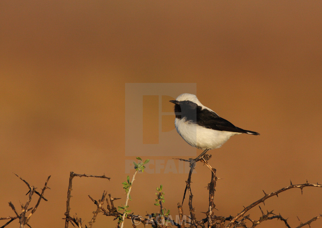 "Finsch's Wheatear, Oenanthe finschii" stock image