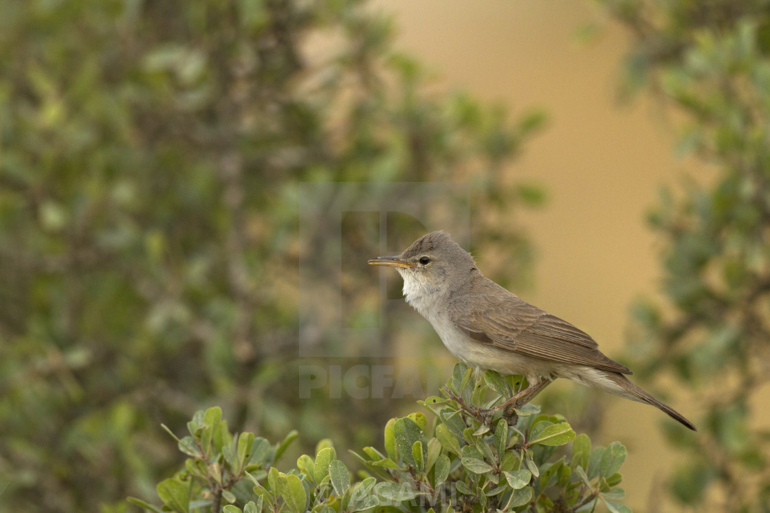 "Upcher's Warbler, Hippolais languida" stock image