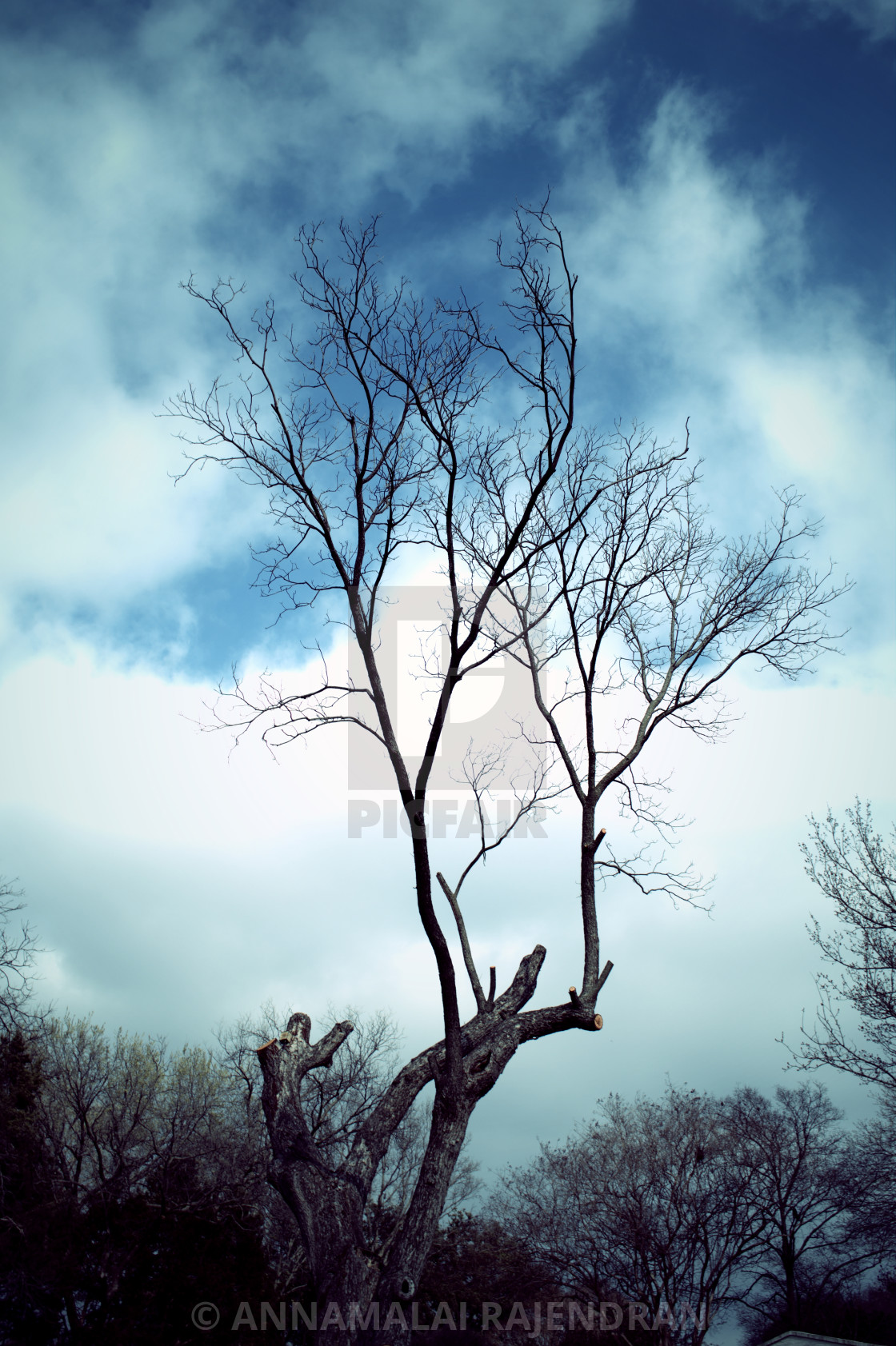 Withered Tree With Dusky Blue Sky Background License Download Or Print For 1 24 Photos Picfair
