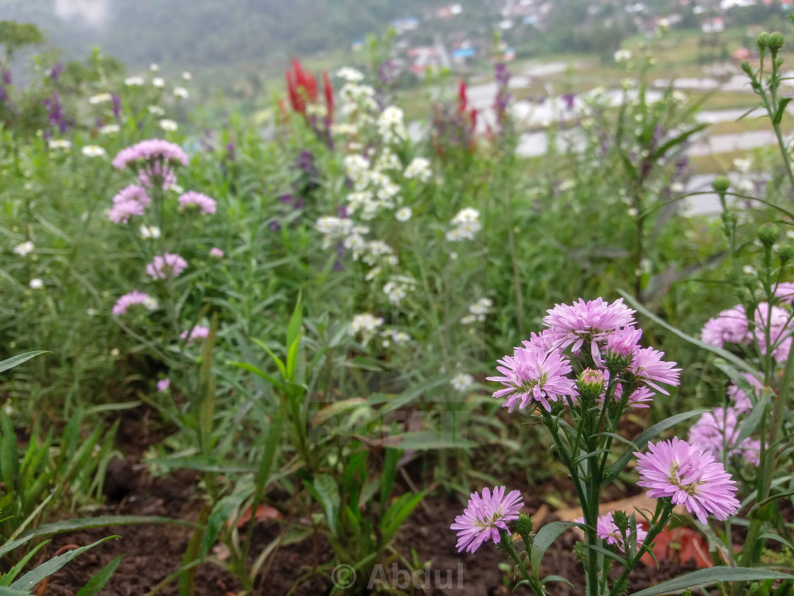 Beautiful Bokeh Pink Flowers And Beautiful Grass Plants Background License Download Or Print For 1 24 Photos Picfair